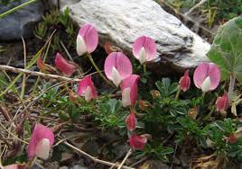 Image result for Teramnus repens