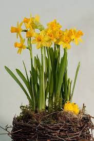Daffodil bulbs, growing daffodils, how to plant daffodils, planting daffodils, spring flowers, how to sow daffodils, sowing daffodils. How To Force Daffodil Bulbs Into Bloom Indoors