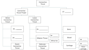 Veterinary Anatomy Physiology Flow Chart Of Connective