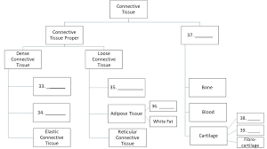 veterinary anatomy physiology flow chart of connective