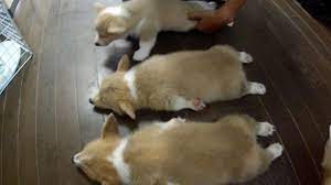 As a child.this would have been me. Cute 10 Puppies Chaos Part 10 Sleeping Before Part 2 ã‚³ãƒ¼ã‚®ãƒ¼ Youtube