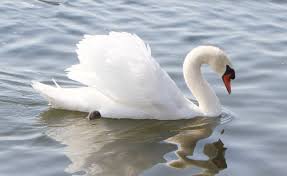 Swans are an experimental rock band formed in 1982 by michael gira. Dozens Of Swans Found Dead Around Michigan Lake Poisoning Suspected Mlive Com