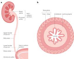 Image result for Urelytrum