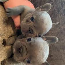 2 year old french bulldog looking for a forever home. French Bulldog For Adoption Home Facebook