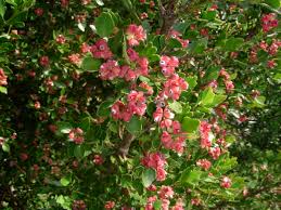 Image result for Phyllocladus