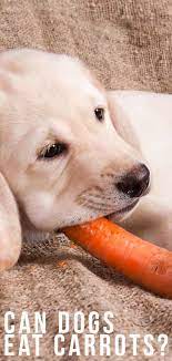 It helps with teething and also that being said, feeding your dog baby carrots is a great idea in general, as they are very good for. Can Dogs Eat Carrots A Complete Guide To Carrots For Dogs