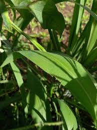 Image result for Setaria barbata