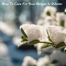 Check spelling or type a new query. How To Care For Your Hedges In Winter Lmd Hedges Direct Blog
