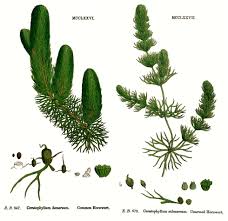 Image result for Ceratophyllaceae