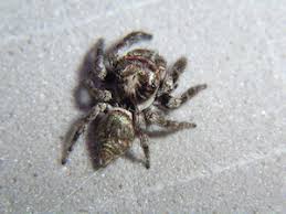 Photographie de Mexigonus