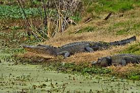 Maybe you would like to learn more about one of these? Brazos Bend Park Alligators They Are Very Fast And Very Large Picture Of Brazos Bend State Park Needville Tripadvisor