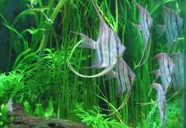 (constantly flowing fresh water) betta splendens come from often stagnant pools and puddles in the. Compatible Tank Mates For Freshwater Angels