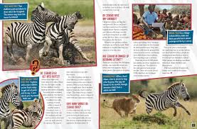 While they were once spread throughout the continent, the large equines are now only found in the eastern and southern there are six or seven subspecies inhabiting grasslands and savannas across africa. Why Do Zebras Have Stripes Nwf Ranger Rick
