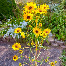 Image result for Helianthus angustifolius