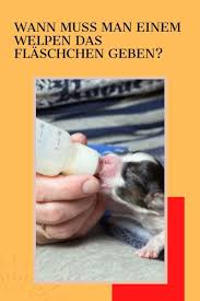 Wann Muss Man Einem Welpen Das Flaschchen Geben Wenn Die Umstande Nicht Erlauben Dass Die Welpen Von Der Mutter Gesaugt W In 2020 Welpen Muttermilch Hunde Ernahrung