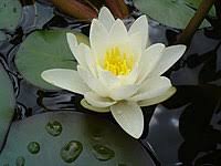 How do plants adapt to swampy areas. Marsh Wikipedia