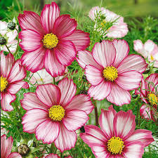 Cosmos So Easy To Grow You Can Plant And Neglect It Cosmos Flowers Flower Seeds Annual Flowers