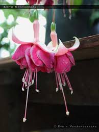 Maybe you would like to learn more about one of these? 60th Anniversary Fuchsiafinder