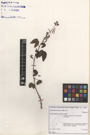 Image result for Desmodium intortum