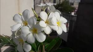This is the most prolific plumeria for me. Plumeria Plant Wholesale Price Mandi Rate For Plumeria Plant In India