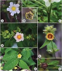 Image result for Sida urens