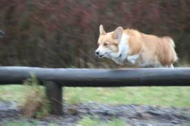 If you are unable to find your pembroke welsh corgi puppy in our puppy for sale or dog for sale sections, please consider looking thru thousands of pembroke welsh corgi dogs for adoption. Corgi Jumping Corgi Dog Corgi Corgi Pictures