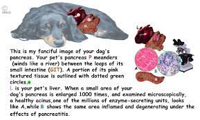 Based on 1000s of reviews. Pancreatitis In Your Dog