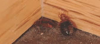 Of course, the bites are annoying and will get contaminated, and you do not need them to multiply and result in an infestation. If One Room Has Bed Bugs Do They All Abc Blog