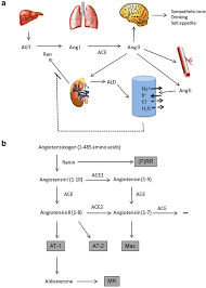 @drmiketodoroviclisten to our podcast for more info: Emergence And Evolution Of The Renin Angiotensin Aldosterone System Springerlink
