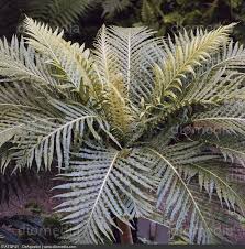 Image result for Blechnaceae