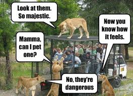 Human Zoo Dog Quotes Funny Funny Dog Pictures Best Funny Jokes