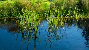 Definitions of wetland from wordnet. What Are Wetlands Wetlands International Europe
