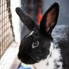 Learn more about havana today. Male Havana Mixed Named Sequoia Available For Adoption
