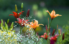 We did not find results for: Wallpaper Summer Flowers Lily Spring Garden Beautiful Summer Flowers Beautiful Spring Garden Lilies Images For Desktop Section Cvety Download
