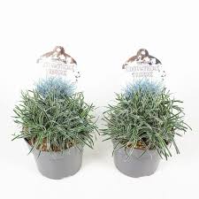 Image result for Ficinia