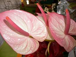 Pink Anthurium Flamingo Flower Cicek Saksida Cicekler Flamingo