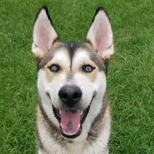 The sable coat color in german shepherds is the most dominant gene. Dog For Adoption Monty A Husky German Shepherd Dog Mix In Braidwood Il Petfinder