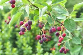 Image result for Amelanchier alnifolia