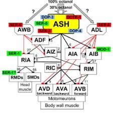 This guide will help when you have replaced a. Ash Wiring Diagram And Localization Of Key Monoamine Receptors Download Scientific Diagram