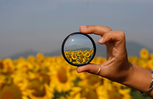 Into the Looking Glass | Dr Annalee C Babb