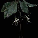 Image result for Aerangis stelligera