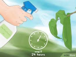 See full list on wikihow.com 4 Ways To Get Rid Of Scale Insects Wikihow