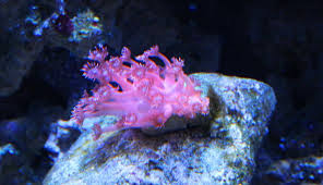 Just like its name suggests, the green goniopora flower pot coral has large polyp stony or lps coral, that, when open, this delicate and stunning coral mimics the appearance of a bouquet of daisies. Flower Pot Coral Reef Aquarium
