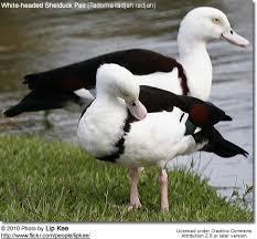 Black And White Duck Species Radjah Shelducks White Headed Shelducks Or Burdekin Ducks Duck Species Sea Birds Birds