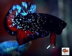 Jika ikan cupang blue rim ini menang kontes, maka bisa mencapai puluhan juta rupiah. Persiapan Sebelum Memulai Pemijahan Ikan Cupang Cupang Sehat