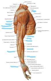 Vertebrate somatic muscle is comprised of musfig 5a & b: Shoulder And Arm Muscles Diagram Quizlet