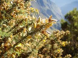 Image result for Ulex