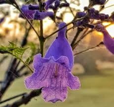 Sinds een aantal jaren zijn wij ook andere producten gaan importeren. Jacaranda Trees In Bloom Photographs From Guardian Australia Readers Environment The Guardian