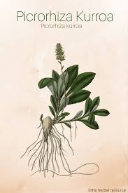 Picrorhiza Kurroa Health Benefits And Side Effects Herbalism Herbal Plants Herbal Healing