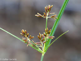 Image result for Cyperus longicarpus